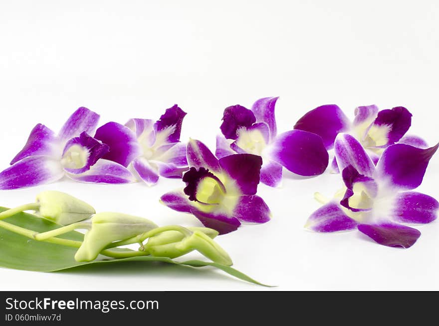 Beautiful purple orchid flower isolated on white background. Beautiful purple orchid flower isolated on white background