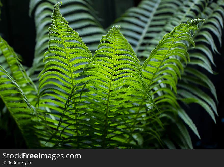 Green bush nice fern in spring forest. Green bush nice fern in spring forest