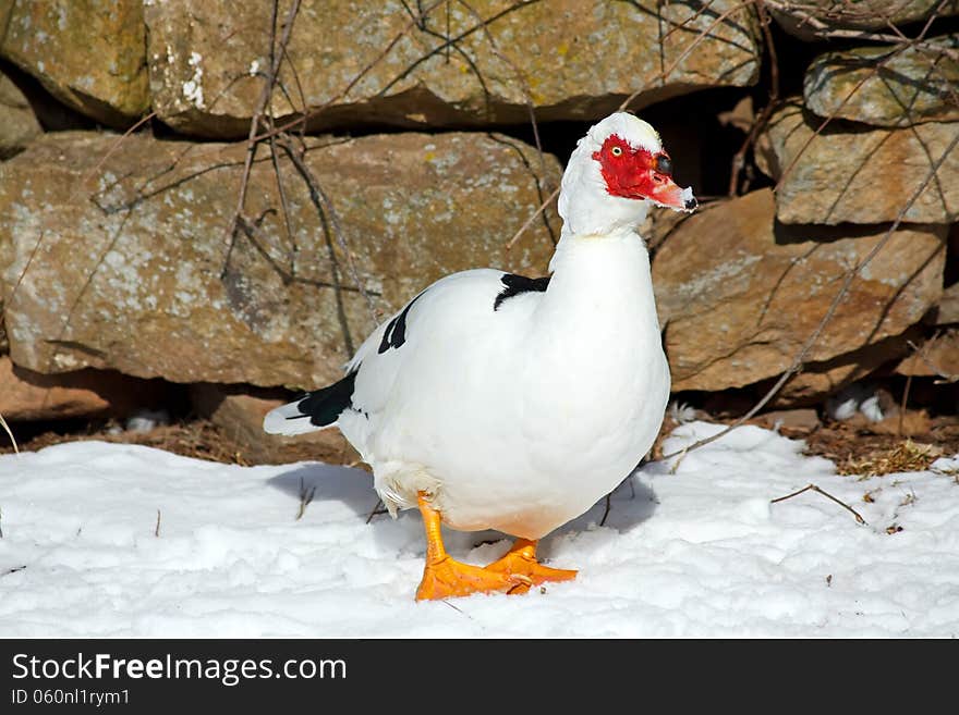 A domestic male Muscovy Duck walking on snow covered ground.