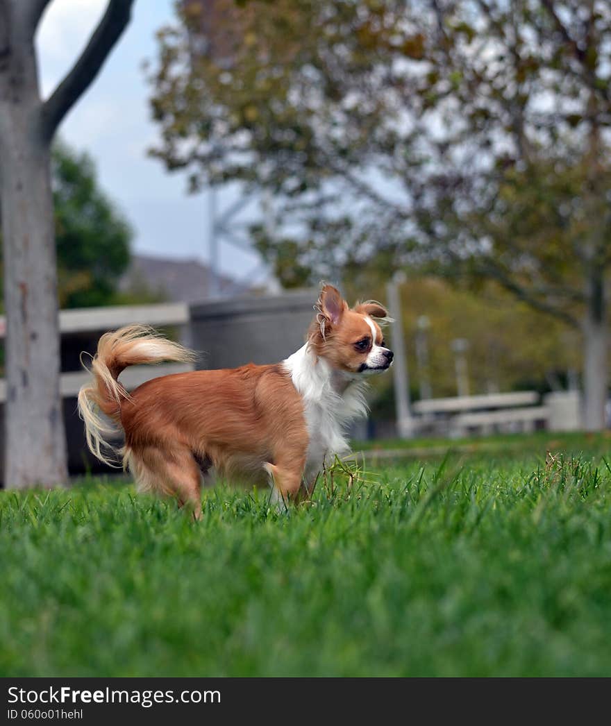 A dog stands attentively in a park. A dog stands attentively in a park