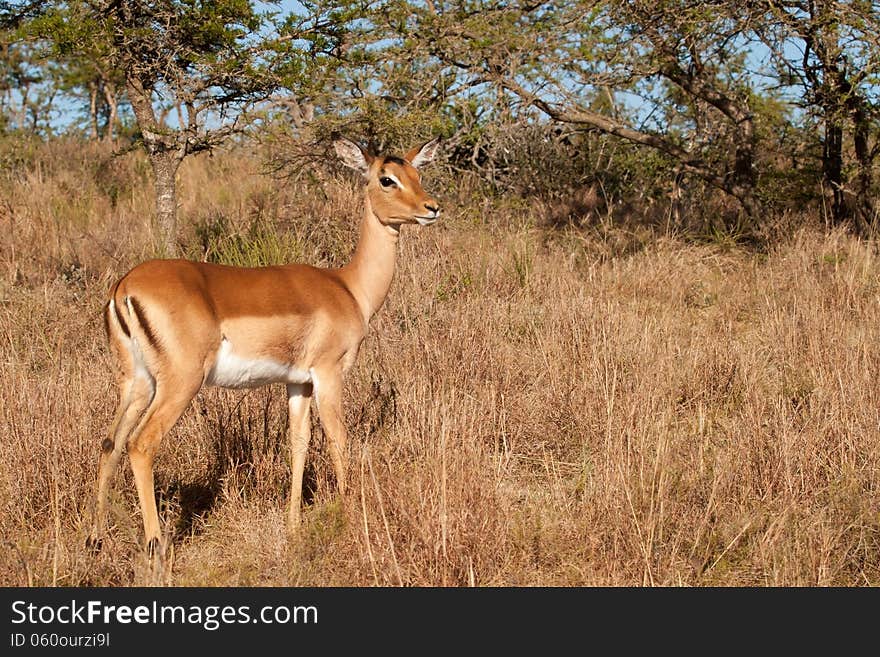 Impala ewe