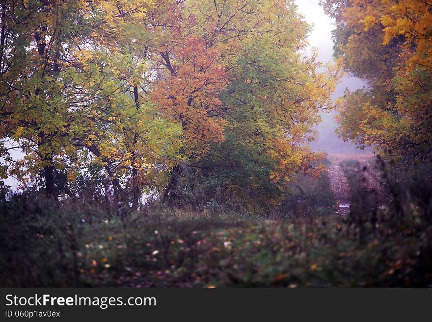 Morning fog in the forest with a road in the distance. Morning fog in the forest with a road in the distance