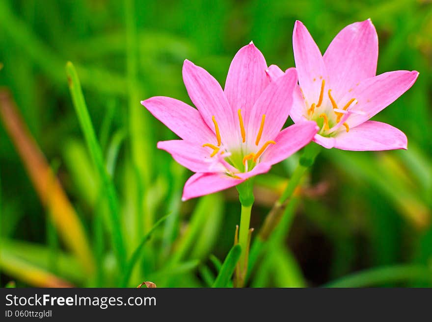 Zephyranthes