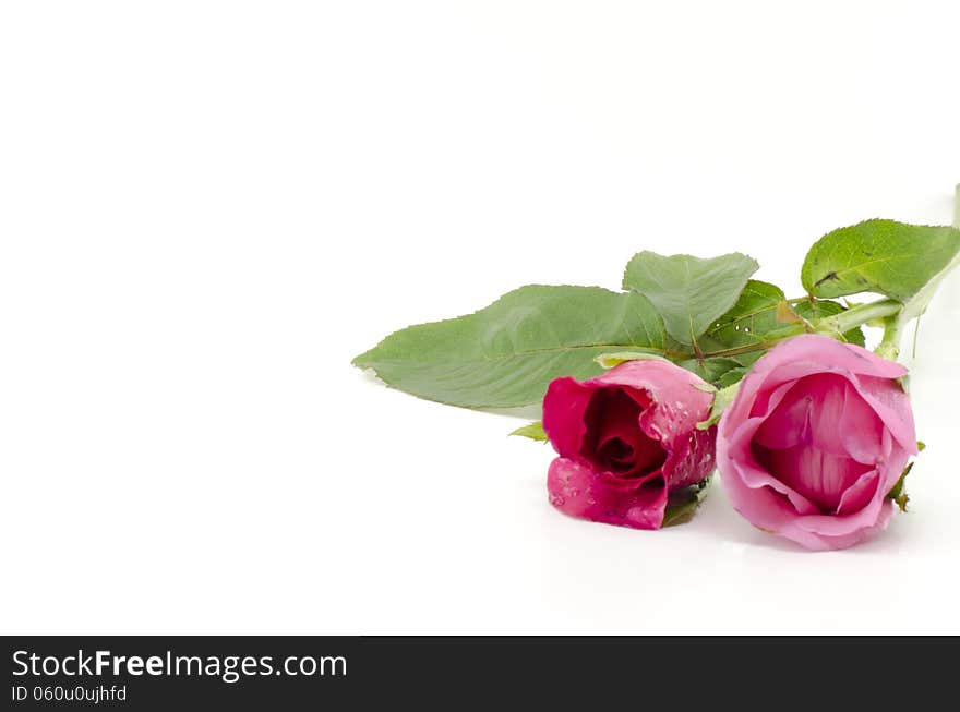 Beautiful rose flower isolated on white background