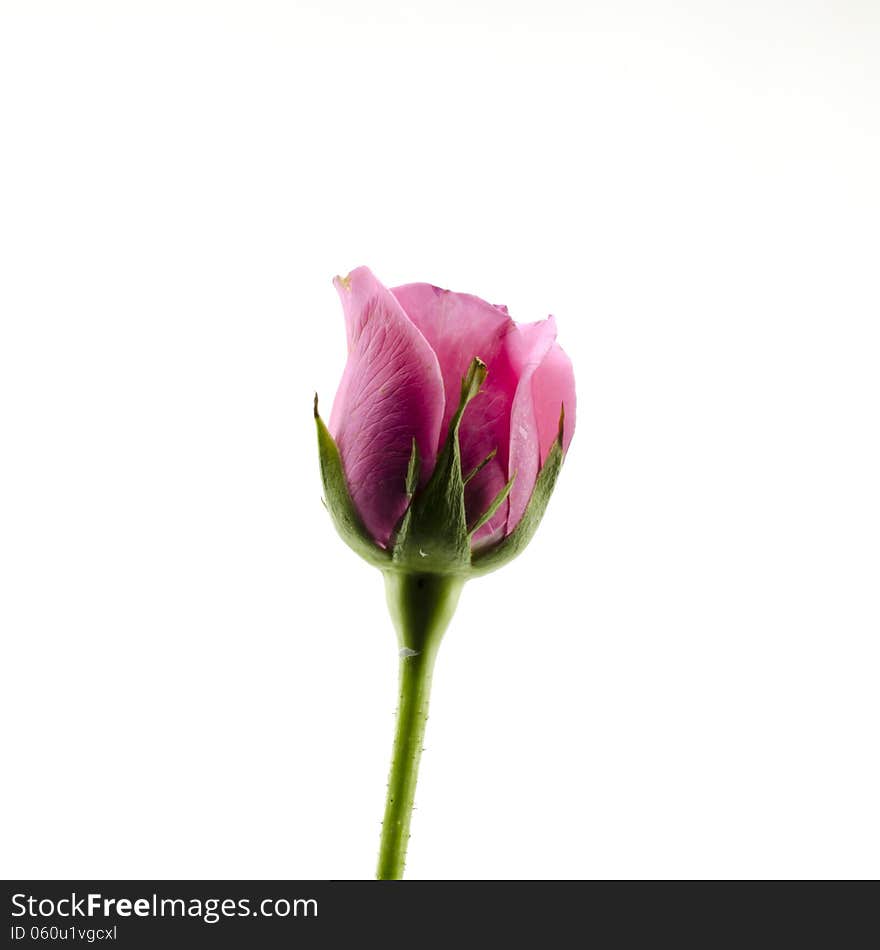 Rose flower isolated on white