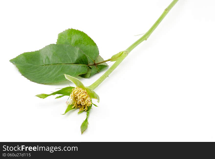 Beautiful rose flower isolated on white background