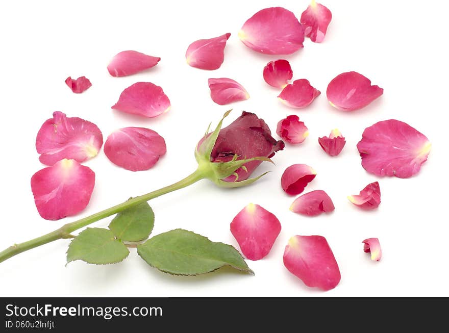 Beautiful rose flower isolated on white background