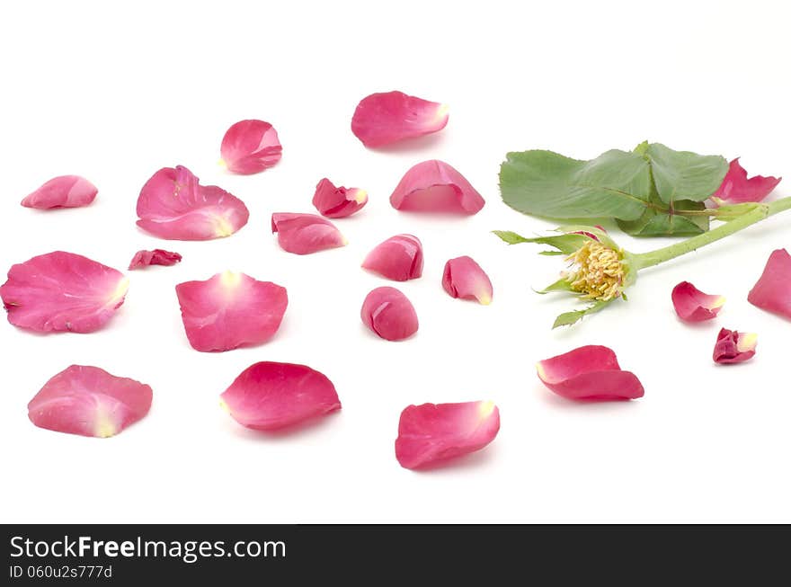 Beautiful rose flower isolated on white background