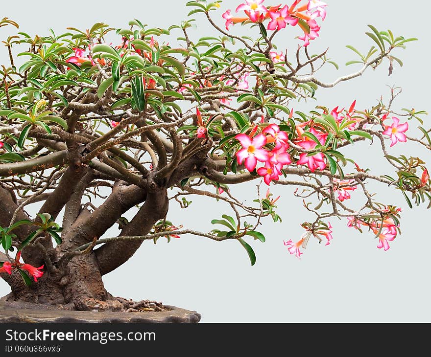 Desert Roses