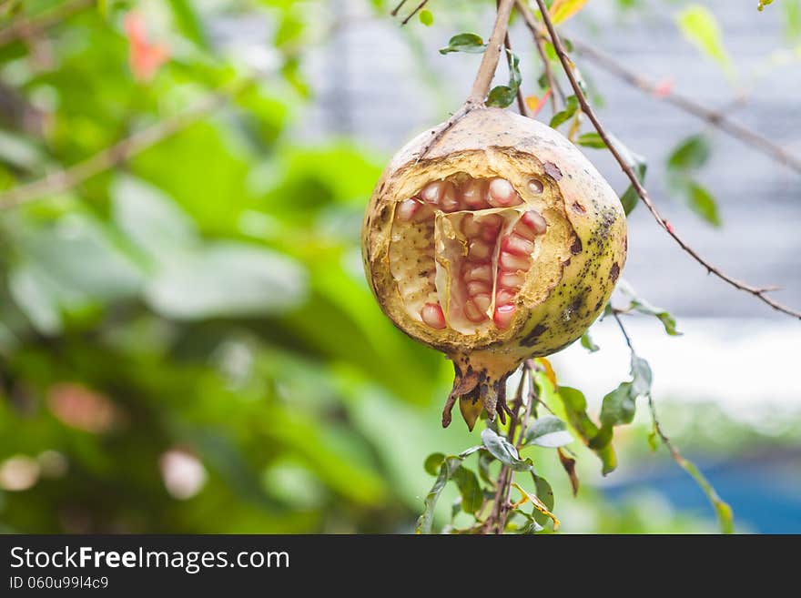 Pomegranate fruits be nibbled bu unknown animal. Pomegranate fruits be nibbled bu unknown animal