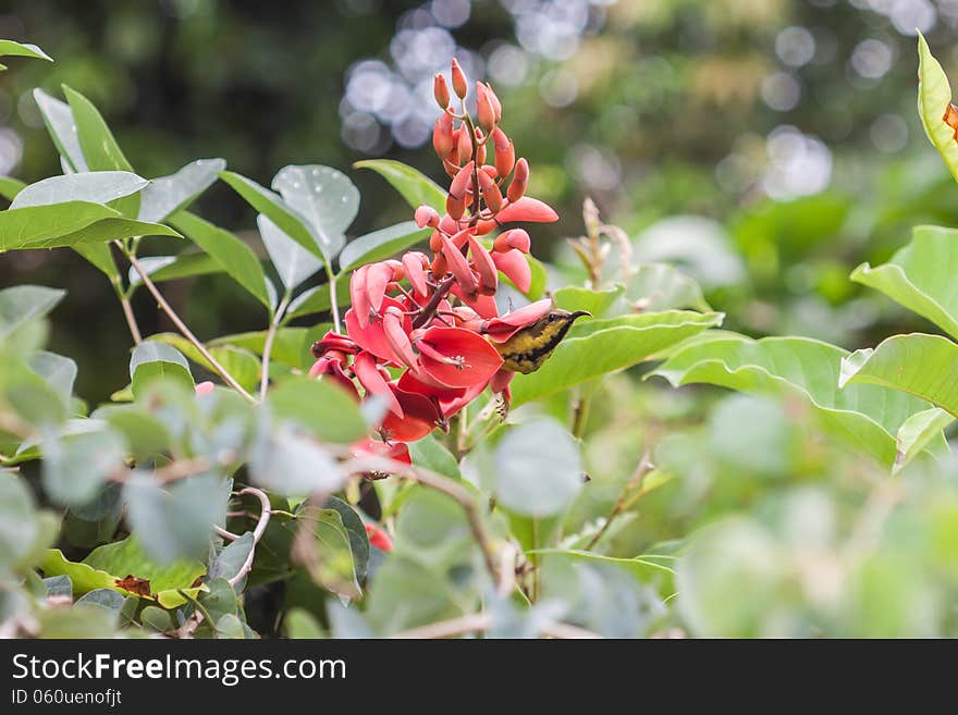 Small bird find nectar from red jade vine flower. Small bird find nectar from red jade vine flower