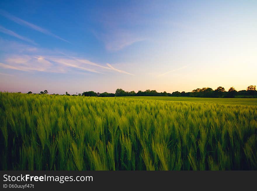 Green Field