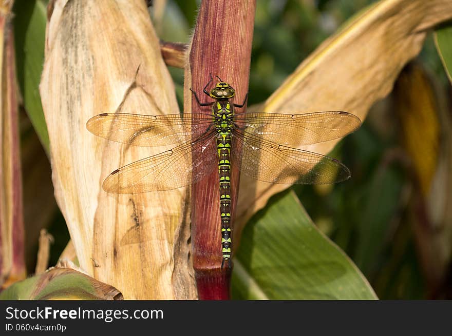 Big Wings Dragonfly Siting On Corn