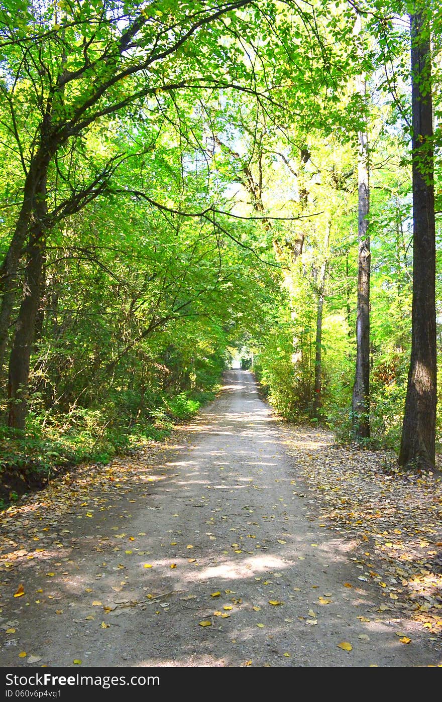 Image of a road through the hart of the forest. Image of a road through the hart of the forest