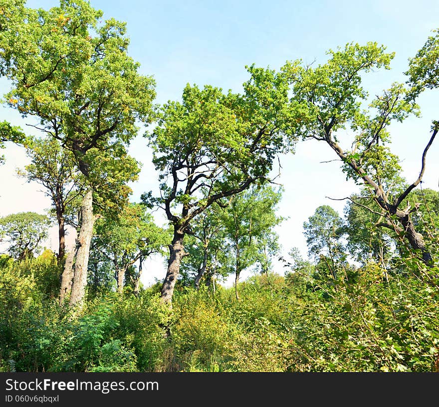 Funny trees