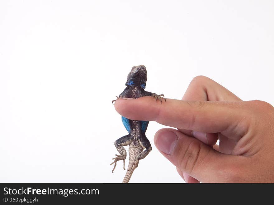 Male Fence Lizard