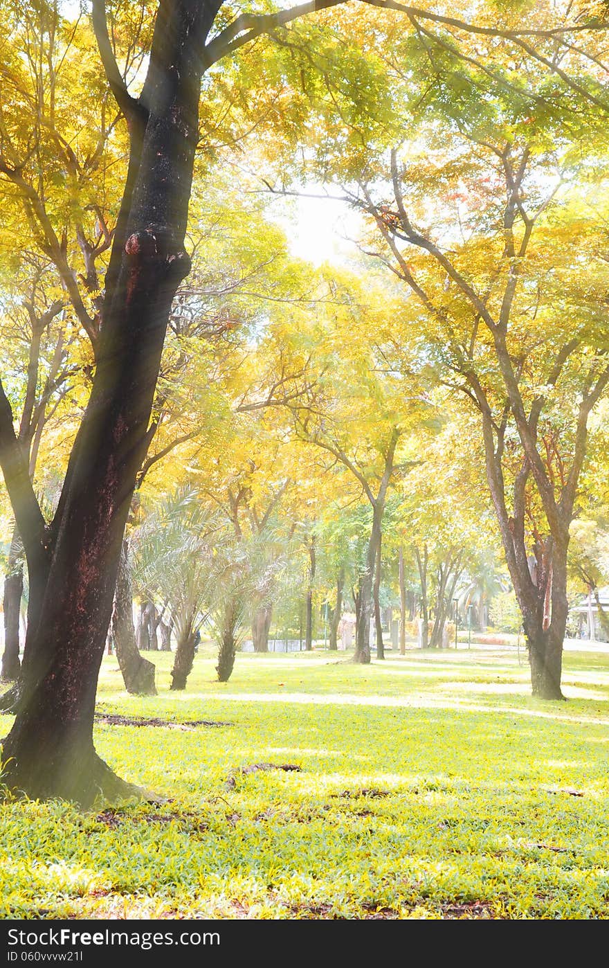 Park in autumn colorful