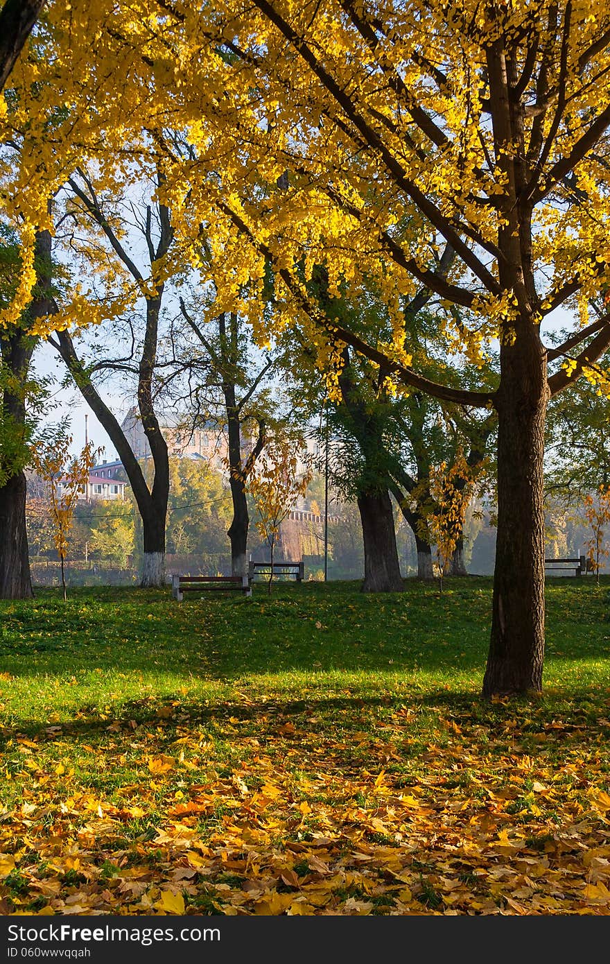 Yellowed leaves fell from the tree on the green grass in the morning early autumn. Yellowed leaves fell from the tree on the green grass in the morning early autumn