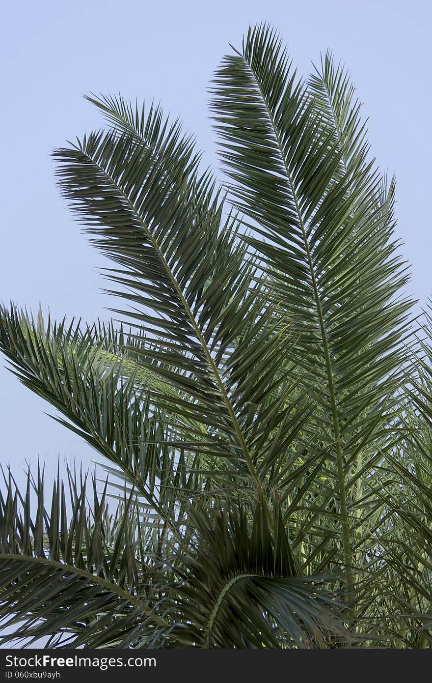 Leaves of a palm tree with blue sky