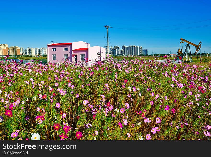 The photo taken in China's heilongjiang province Daqing city, Ranghulu district South 1 road nearby.There planting large areas of the cosmos bipinnatus. The photo taken in China's heilongjiang province Daqing city, Ranghulu district South 1 road nearby.There planting large areas of the cosmos bipinnatus.