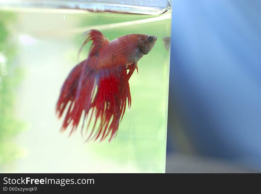 Close-up of betta fish looking at blue background. Close-up of betta fish looking at blue background.