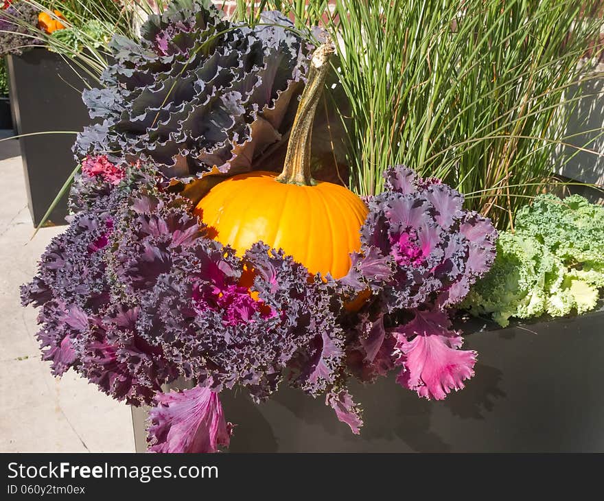 Pumpkin and kale in fall display. Pumpkin and kale in fall display