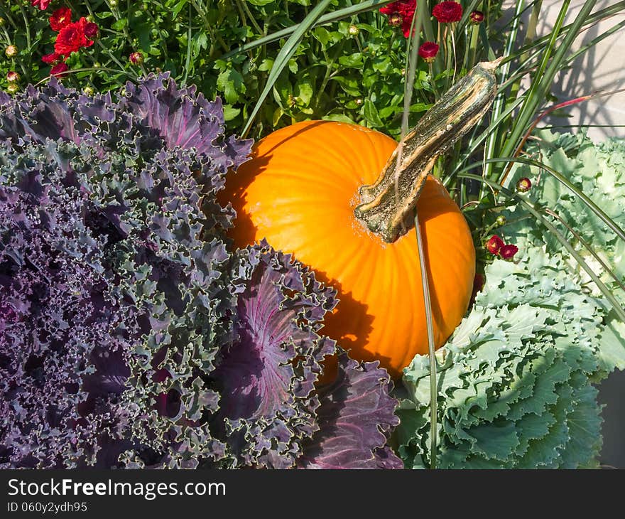 Pumpkin and kale in fall display. Pumpkin and kale in fall display