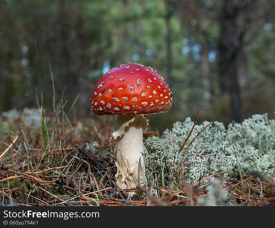 Fly amanita (Amanita muscaria) in the pinewood.