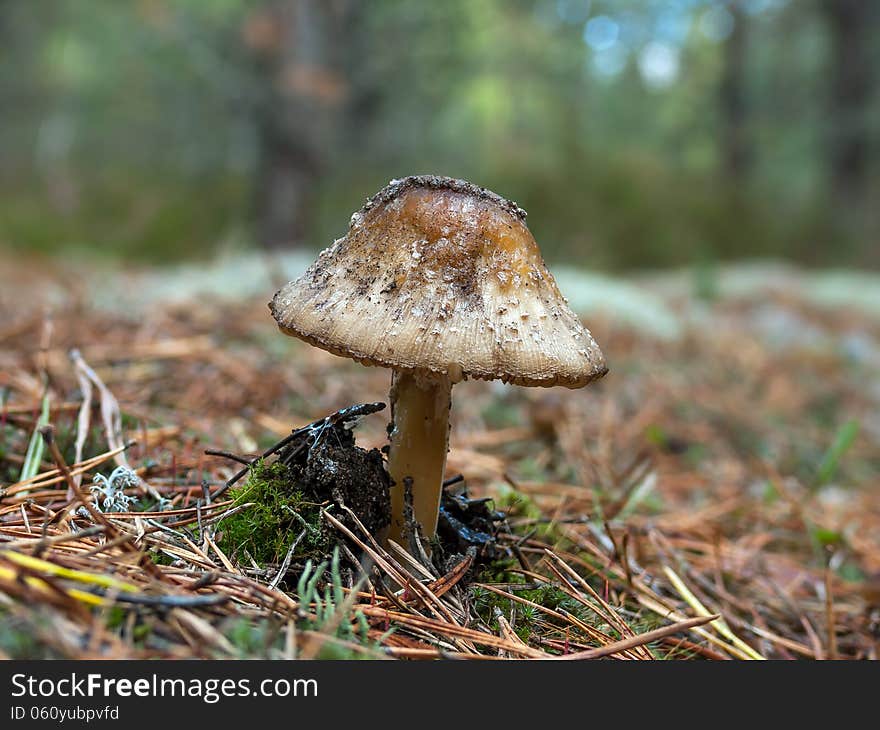 Old fly amanita (Amanita muscaria) in the pinewood.