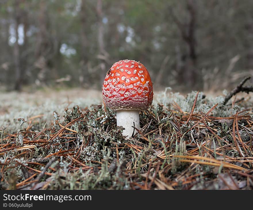 Fly amanita (Amanita muscaria) in the pinewood.