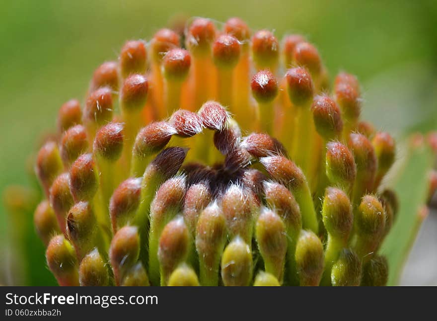 Close up of commen pincushion protea blossom