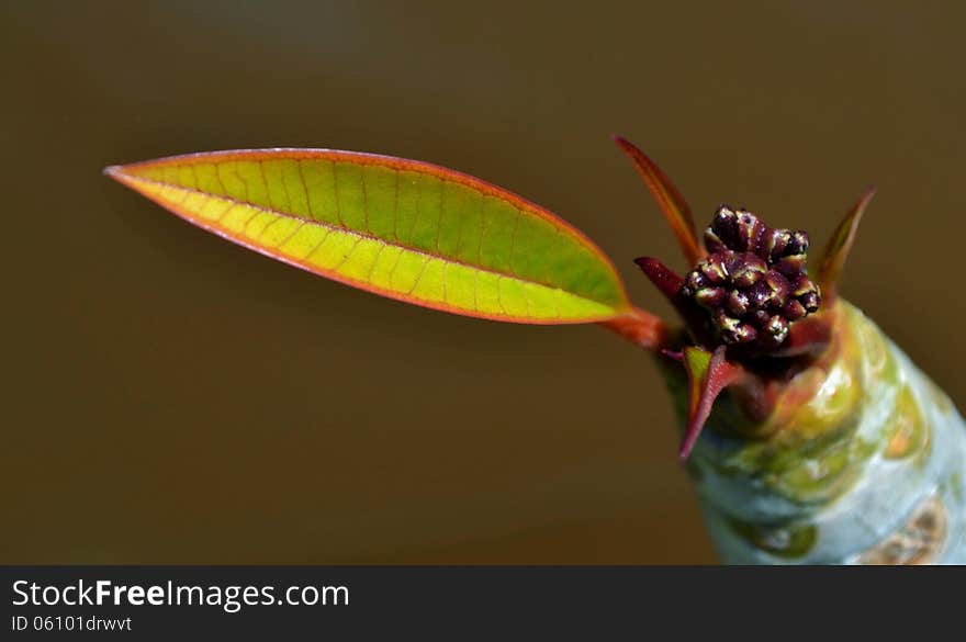 New Fragipani leaf