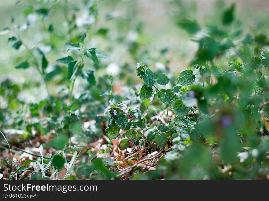 Nettle plant