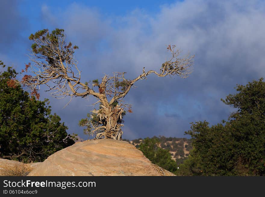 Old tree