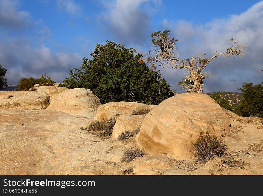 Rocks and old tree