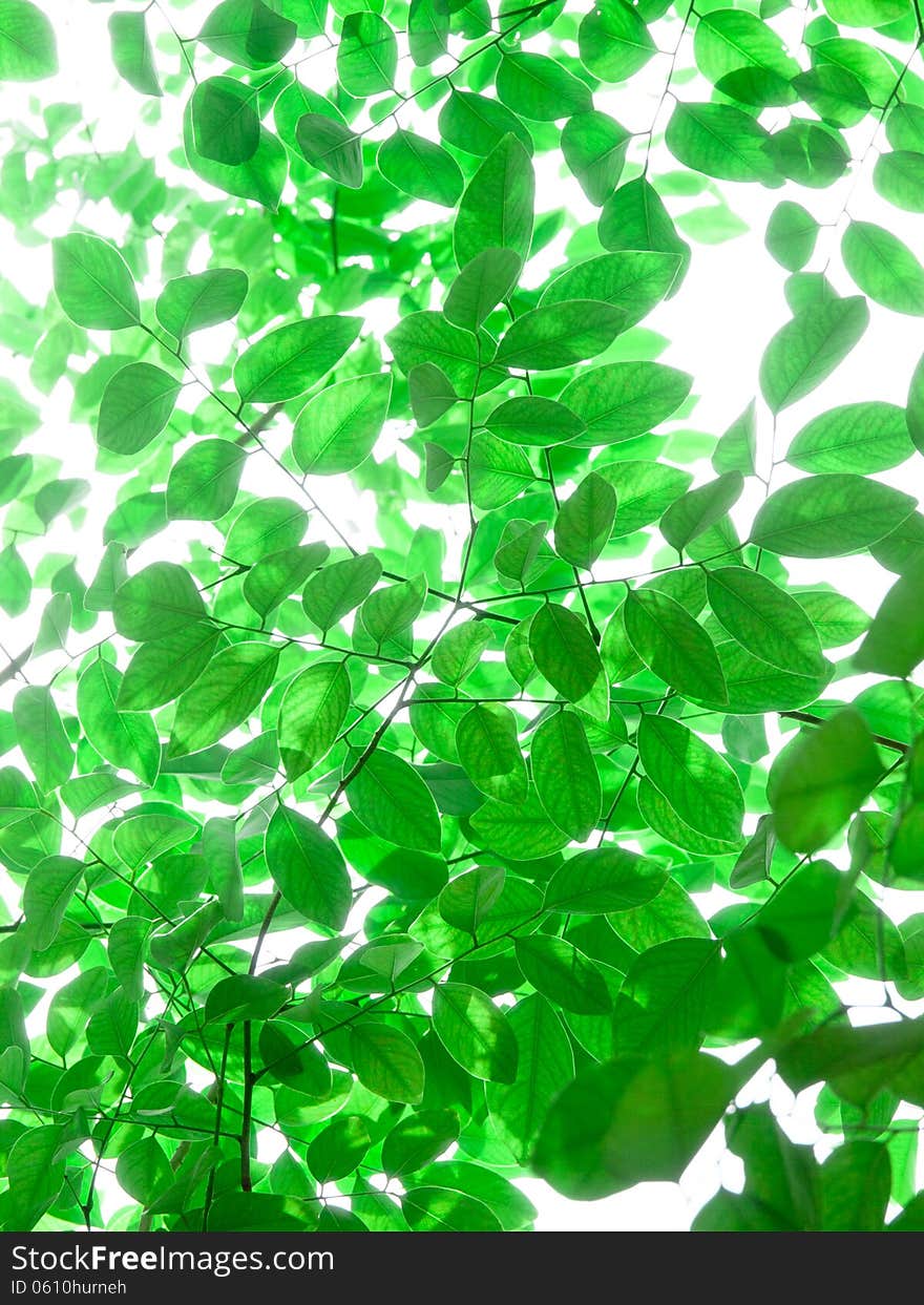 Tree branch and blurred green leaves background. Tree branch and blurred green leaves background