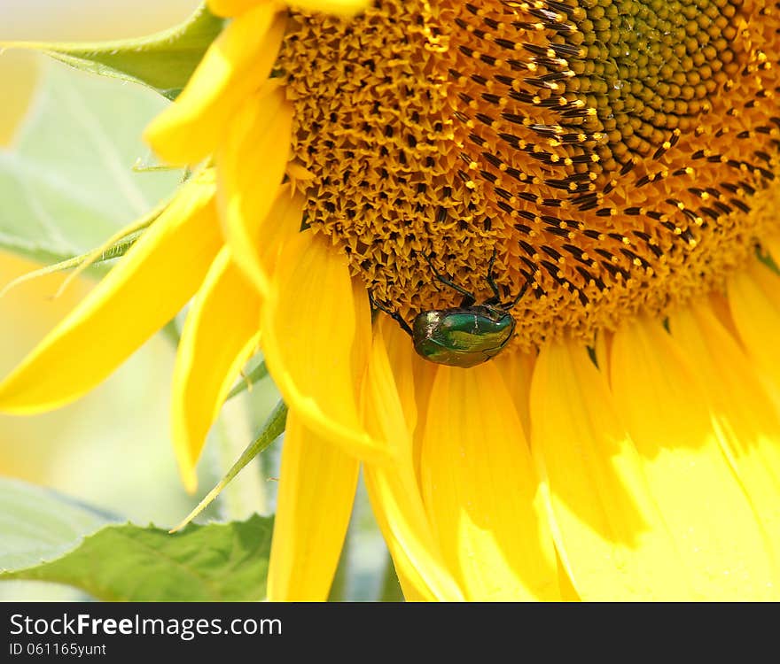 Big green beetle on a sunflower