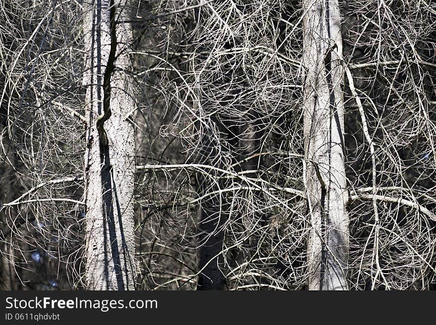 Old leafless trees with banches