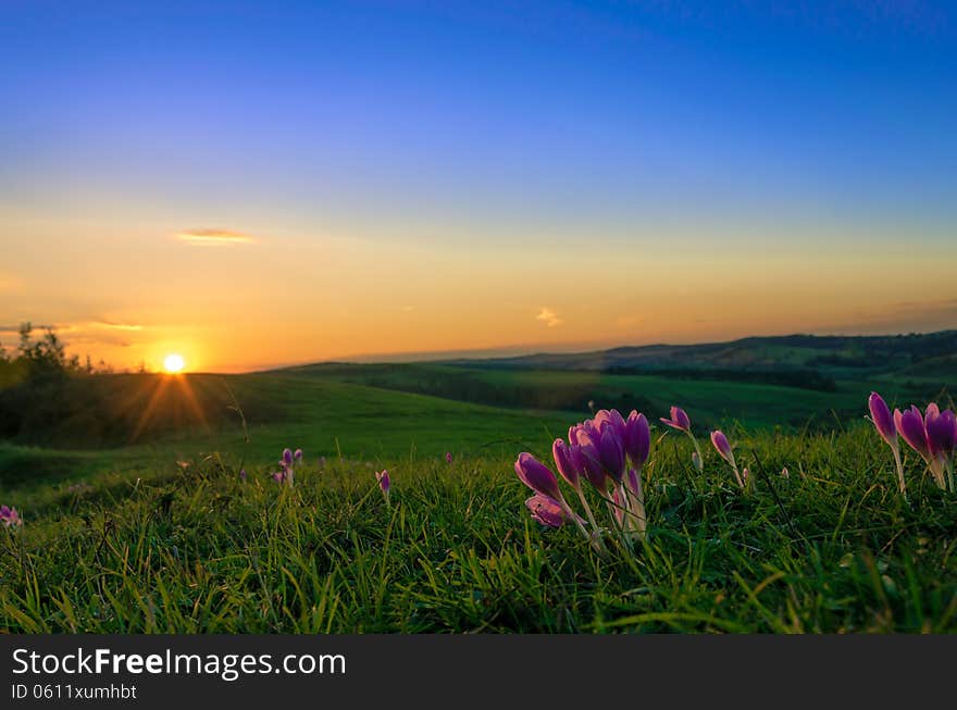 A bunch of violets on a hill in the warm liht of the autumn sunset. A bunch of violets on a hill in the warm liht of the autumn sunset