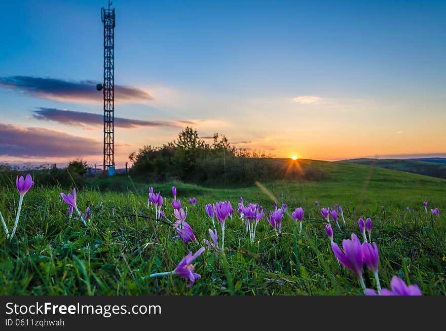 Violets in sunset light with antenna on the background