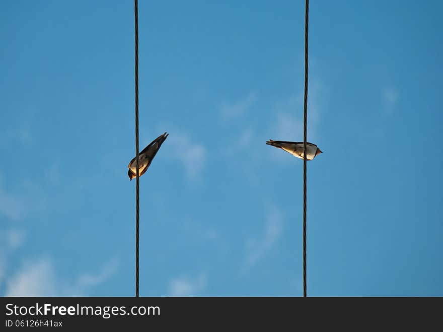 Two Swallows