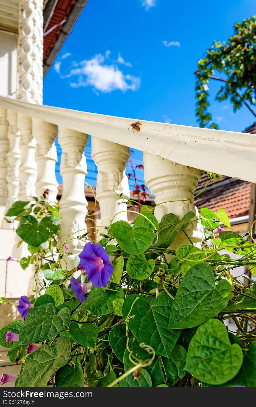 Violet flower with green leaves entangled on a white column in the countryside and a giant wasp on the background. Violet flower with green leaves entangled on a white column in the countryside and a giant wasp on the background