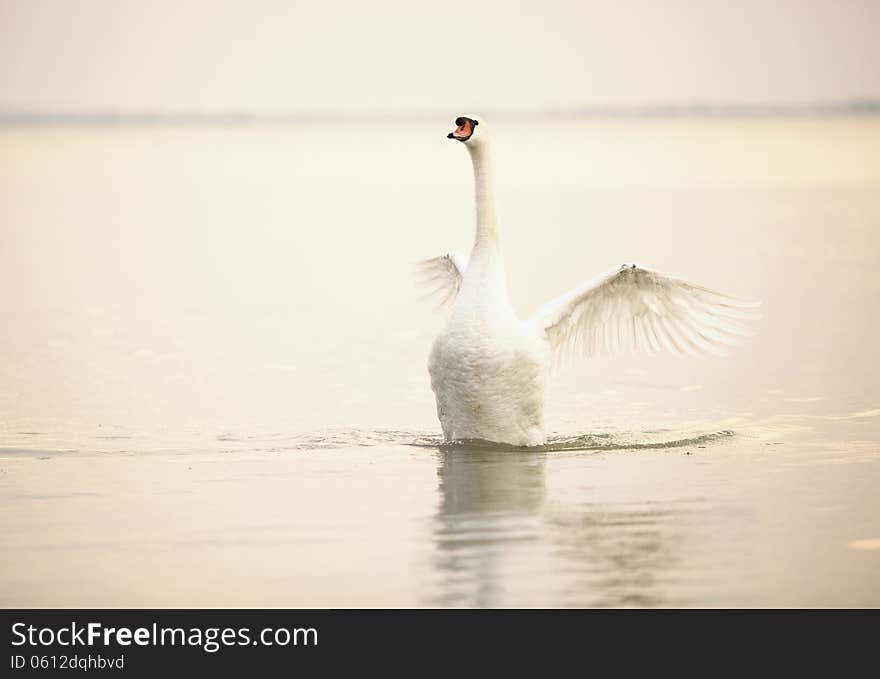 Beautiful white swan