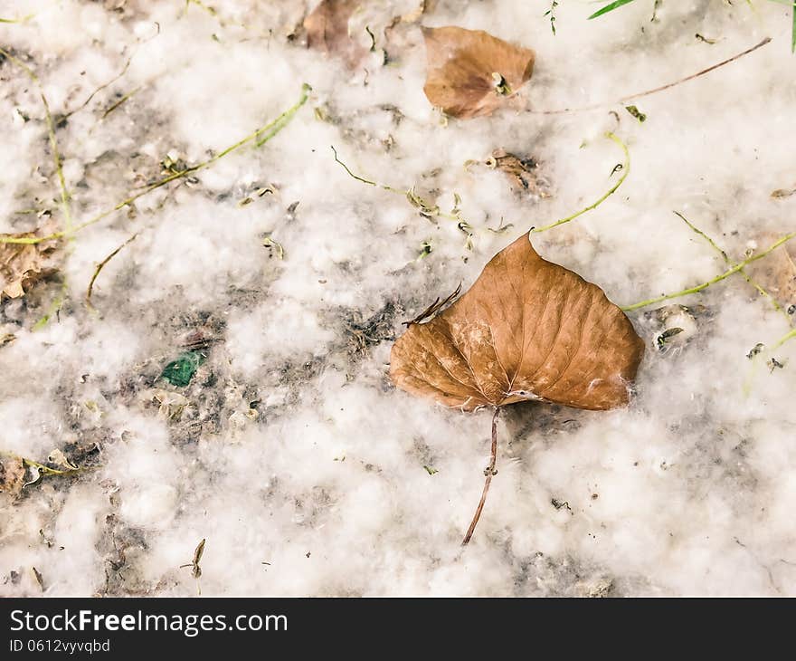 Dry Leaf on a Dandelion Carpet