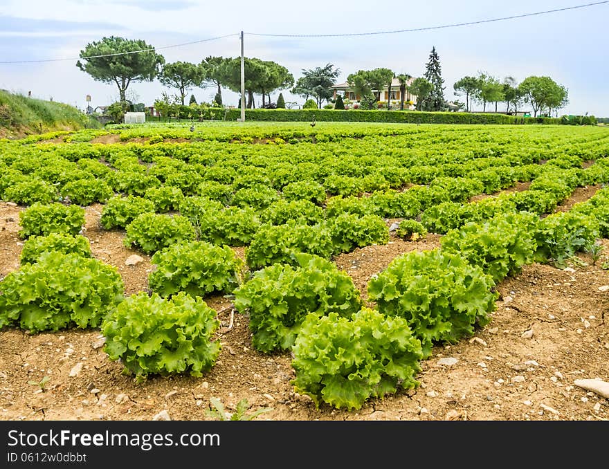 Panorama view of a lettuce field.