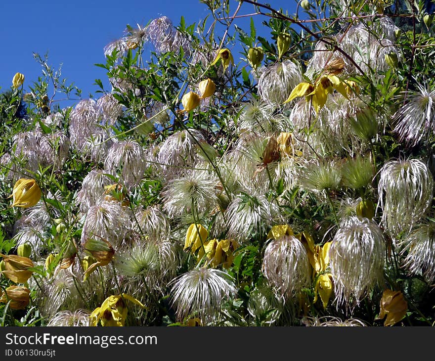 Clematis