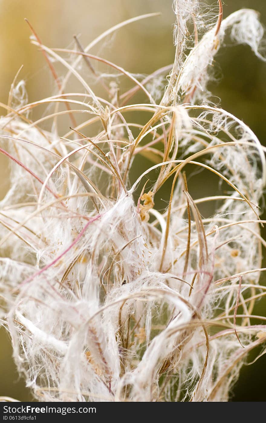 Fireweed in the fall after blooming. Fireweed in the fall after blooming