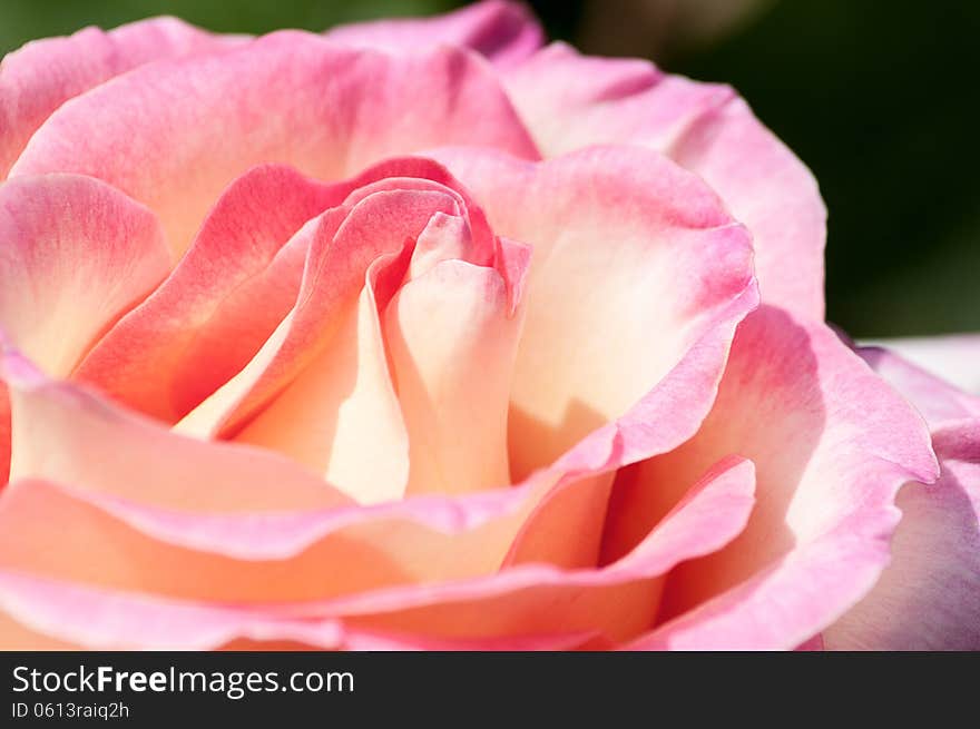 Close Up Macro of Full-headed English Rose. Close Up Macro of Full-headed English Rose