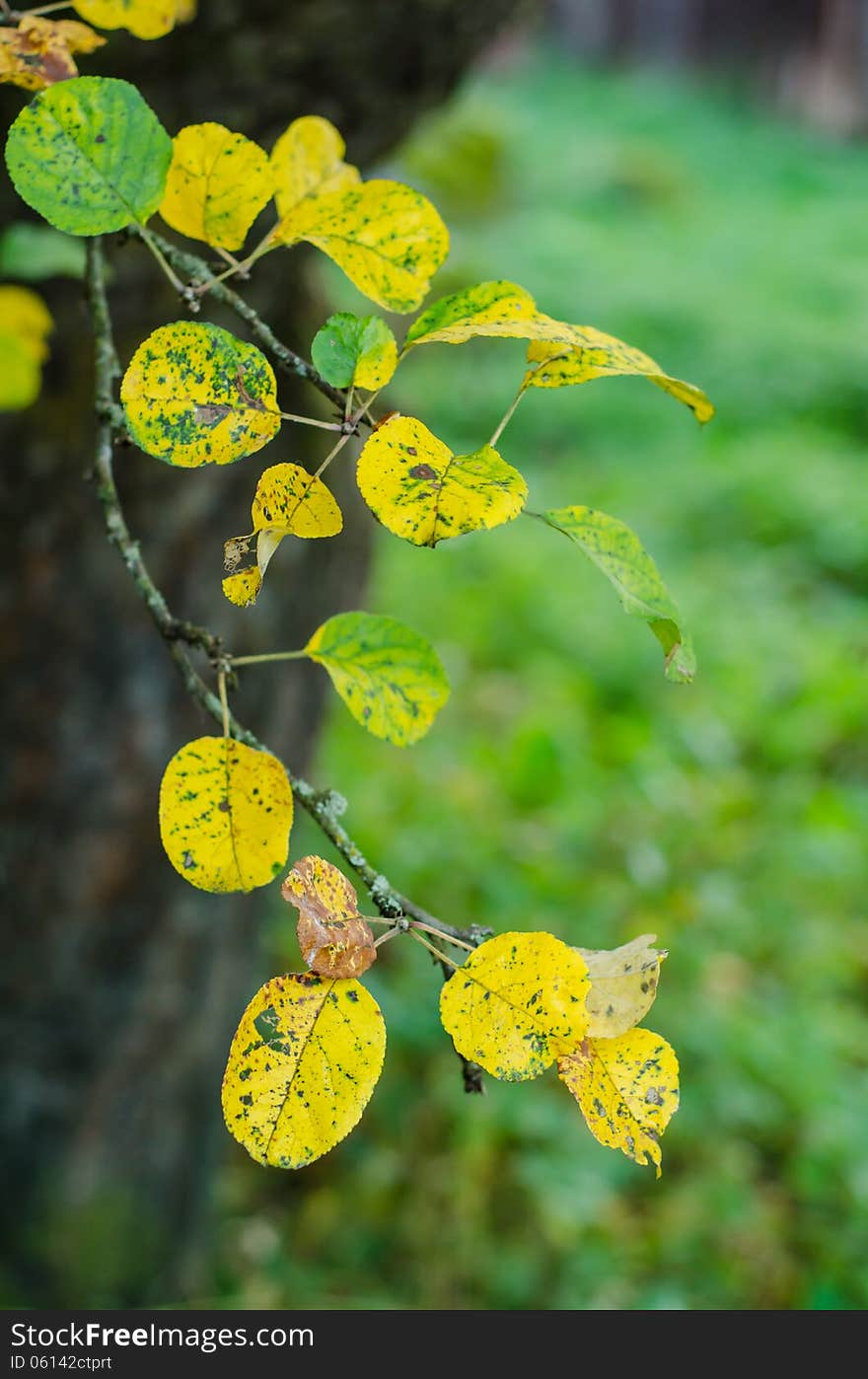 Crab apple autumn yellow leaves. Crab apple autumn yellow leaves