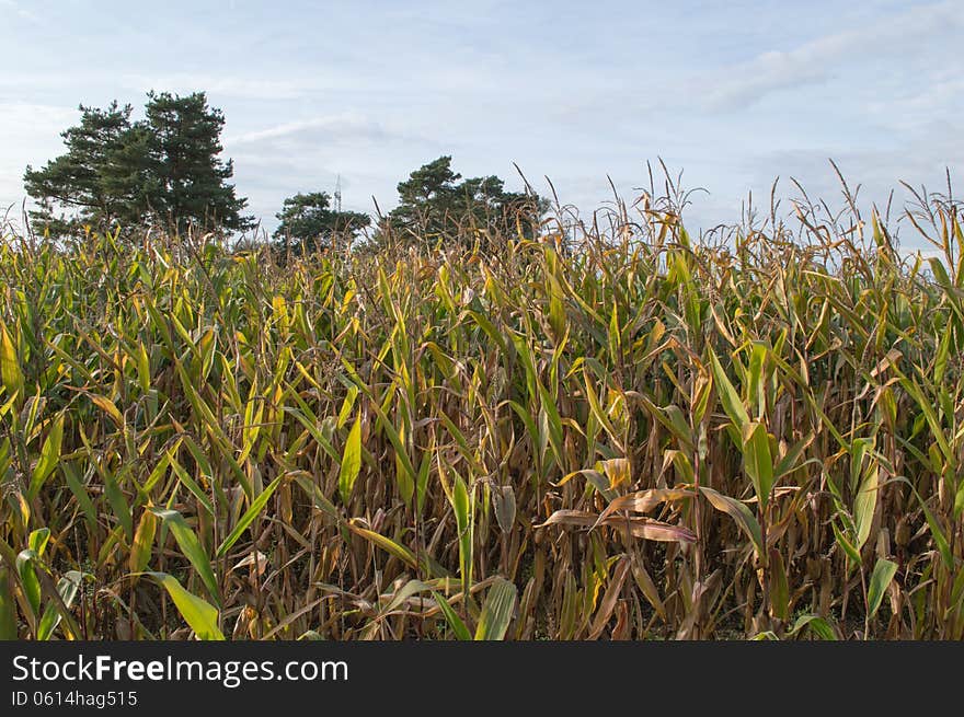 Cornfield Blue Sky And Sunny Day